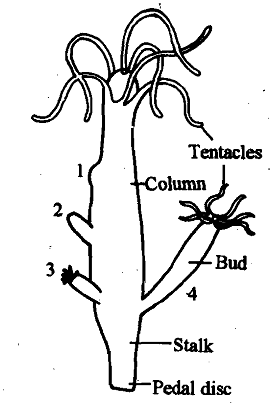 810_Budding- Asexual Reproduction.png